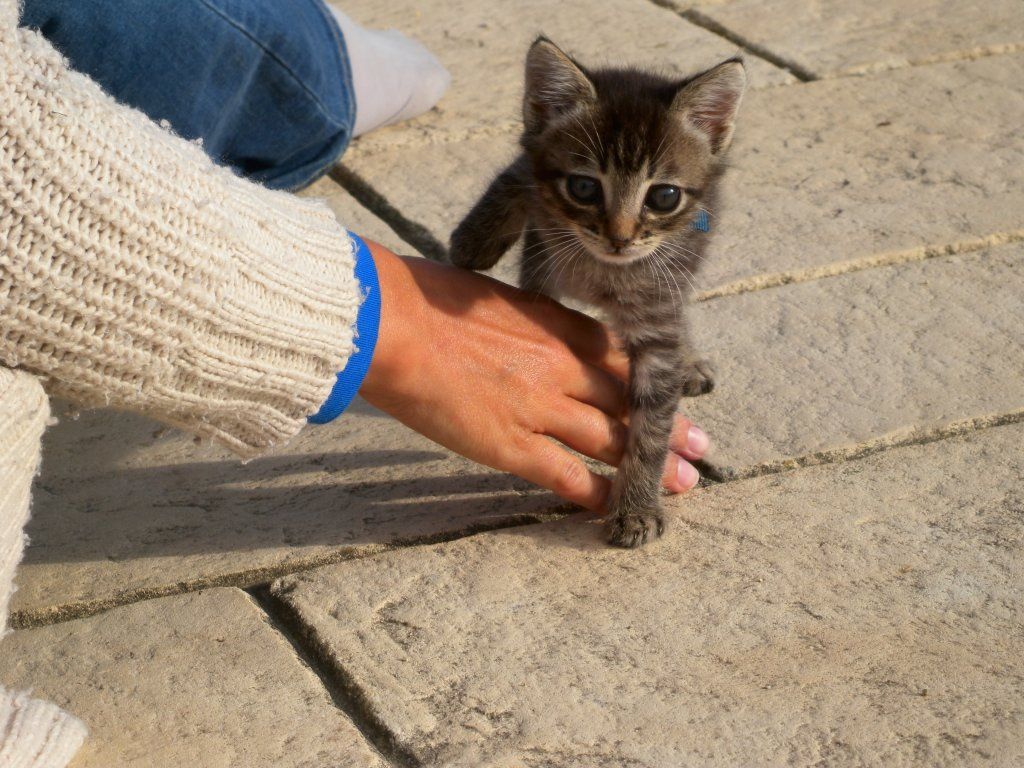 Accueillir un nouvel animal
