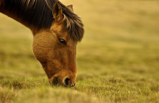 Une nourriture plus saine pour nos animaux