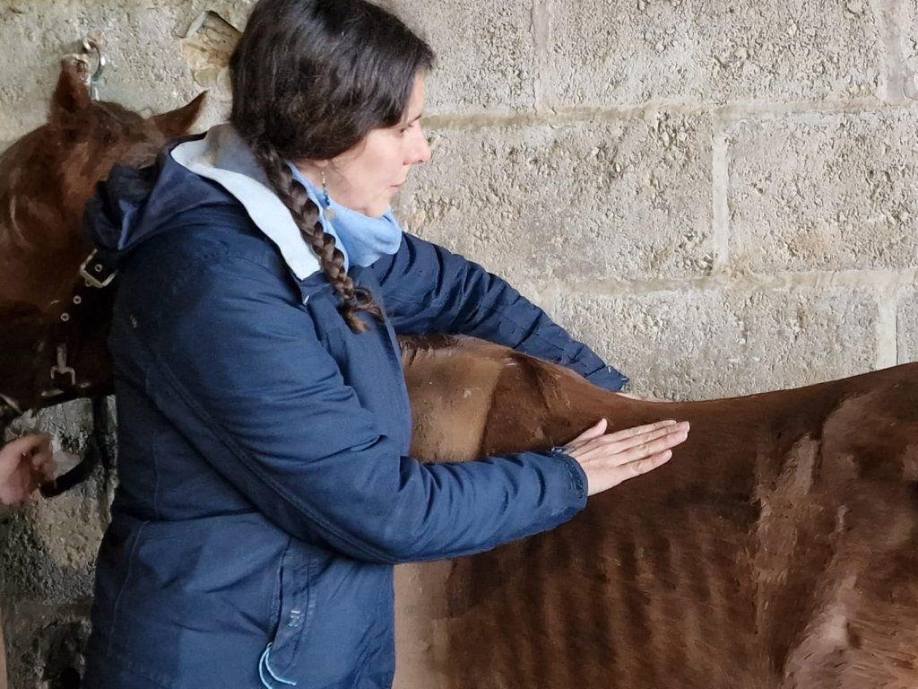 Quand consulter un kinésiologue animalier ? 