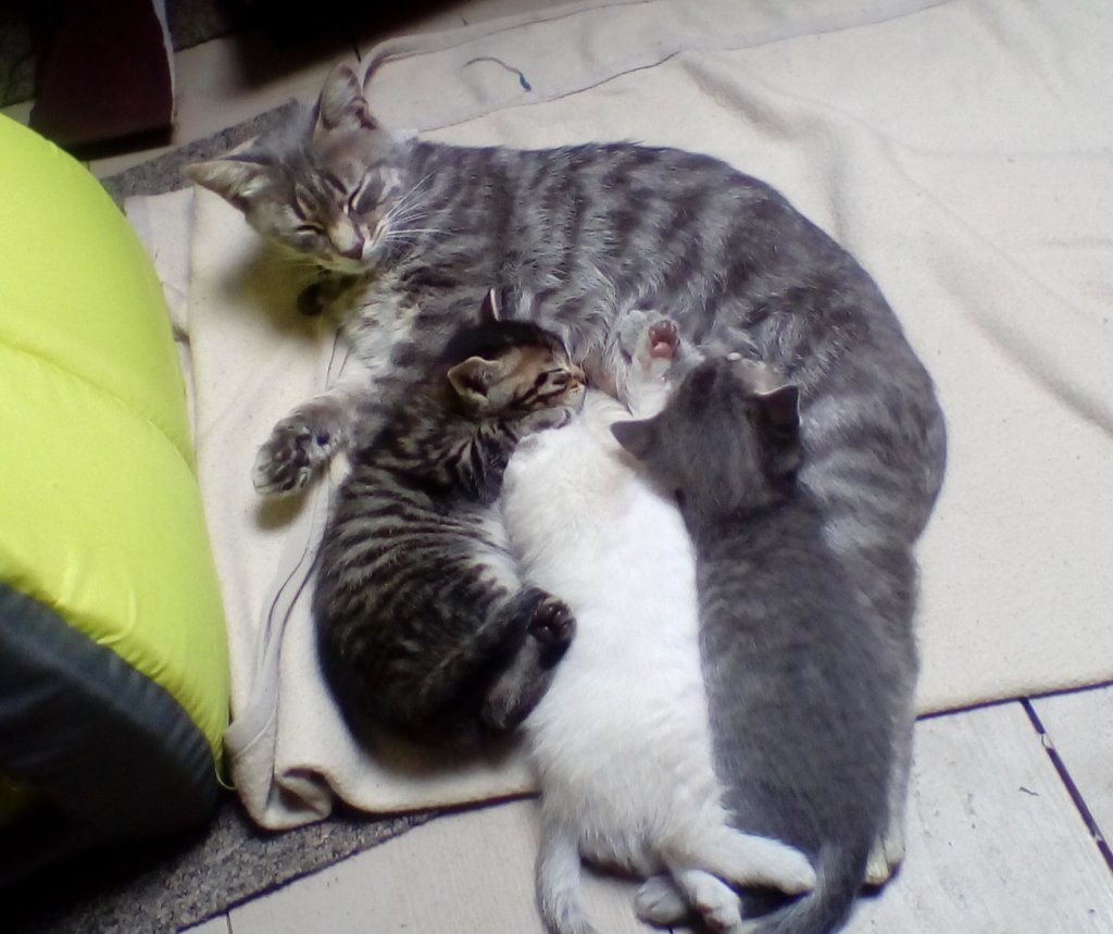 L'importance du sevrage chez les animaux